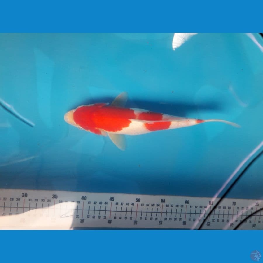 kohaku 3step