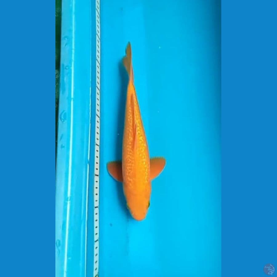  Ginrin Karamel 31 cm