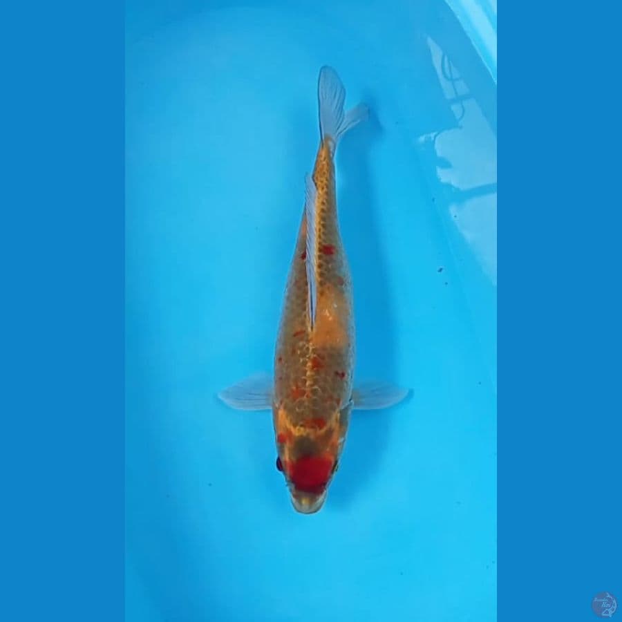 Kawarimono 40 cm