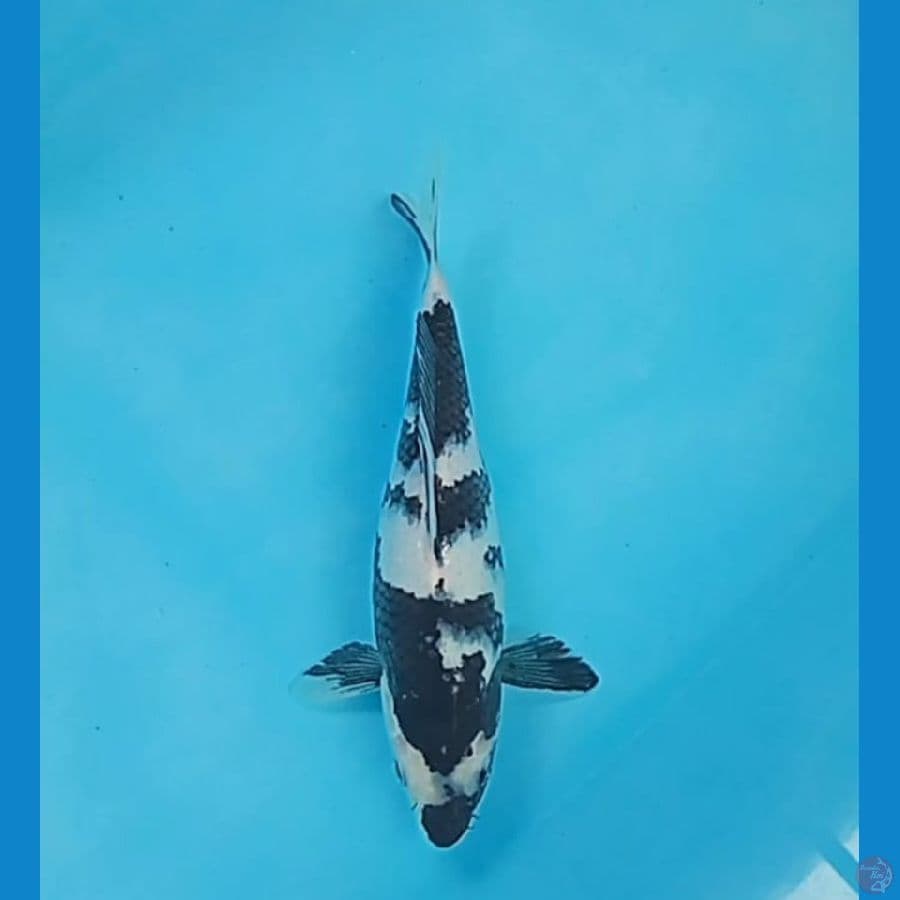 Shiro 25 cm
