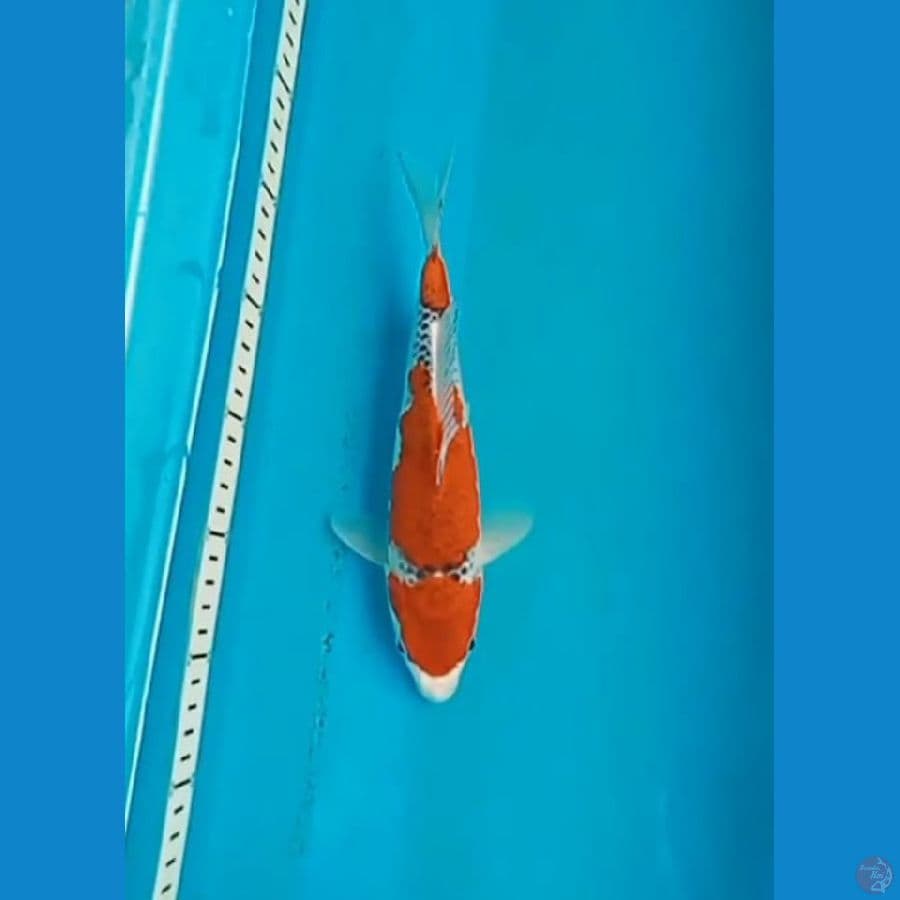 Goshiki 25 cm