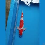 48 cm male KOHAKU