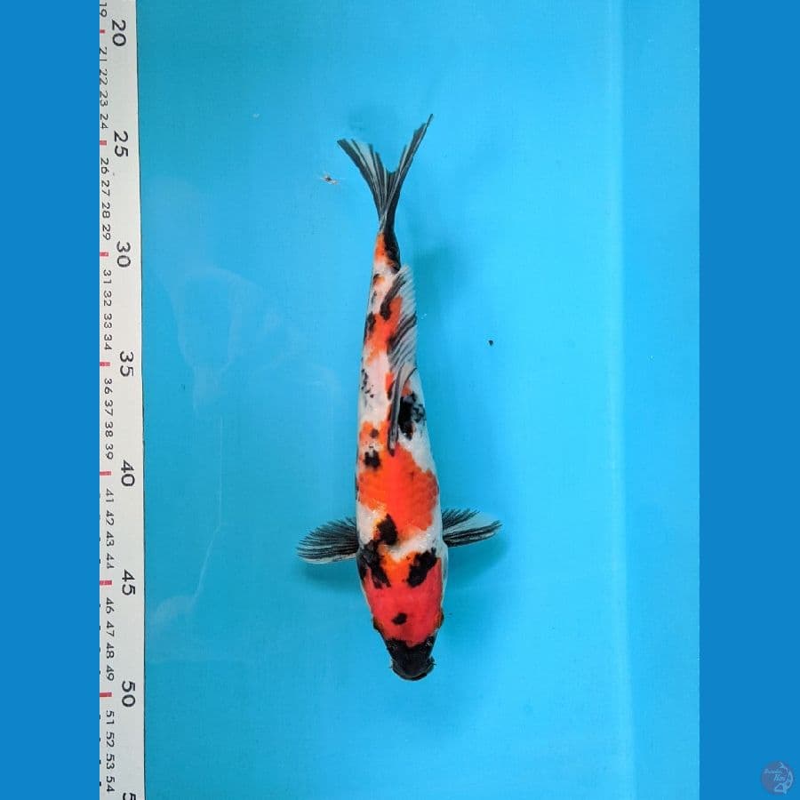 SHOWA 24CM FEMALE