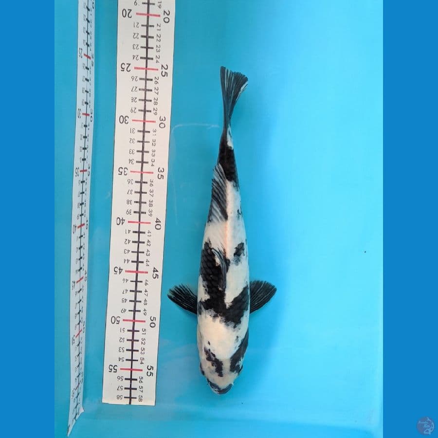 SHIRO 30CM FEMALE 