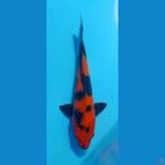 utsuri 28cm tembus perut