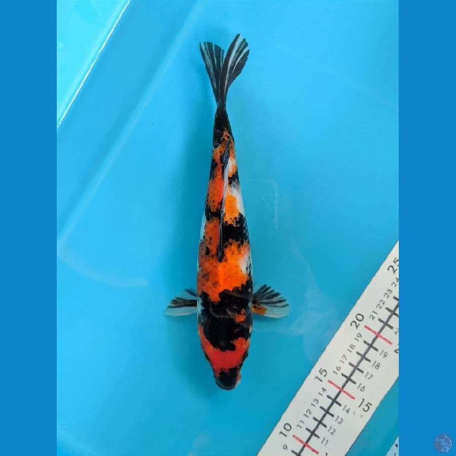 SHOWA 25CM FEMALE