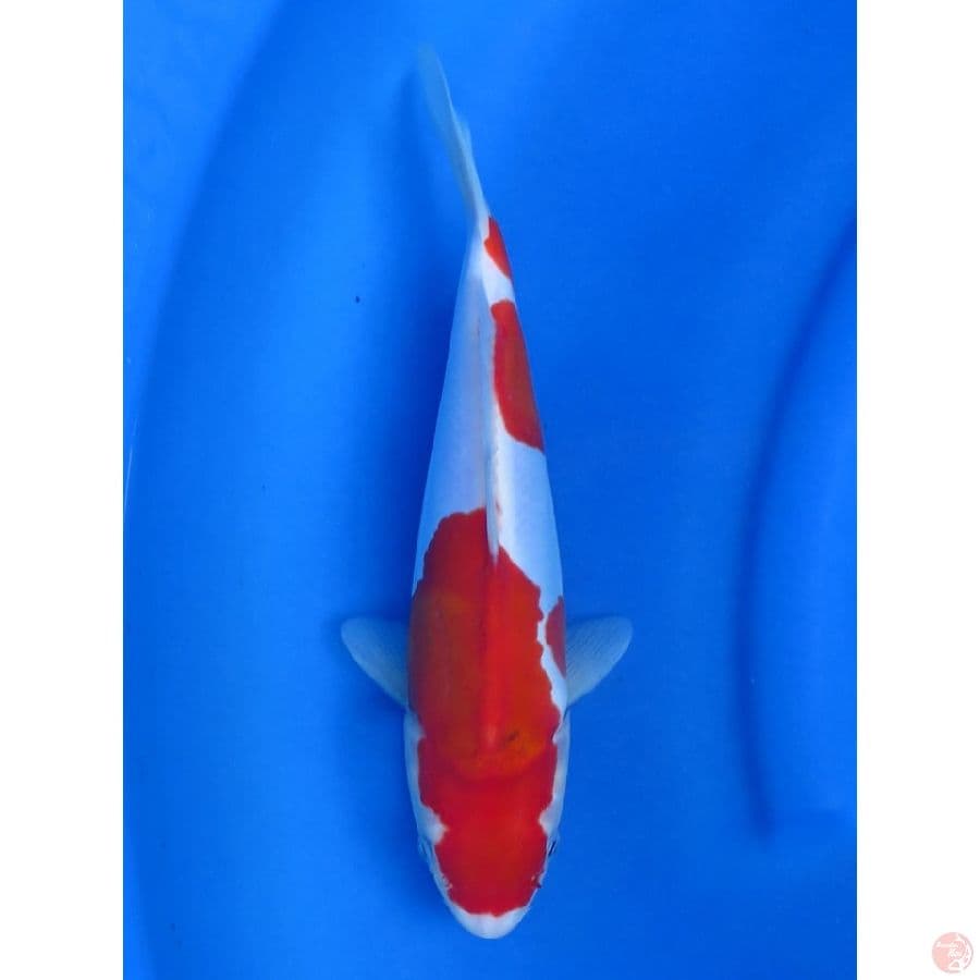 30cm , Kohaku Doitsu Murni