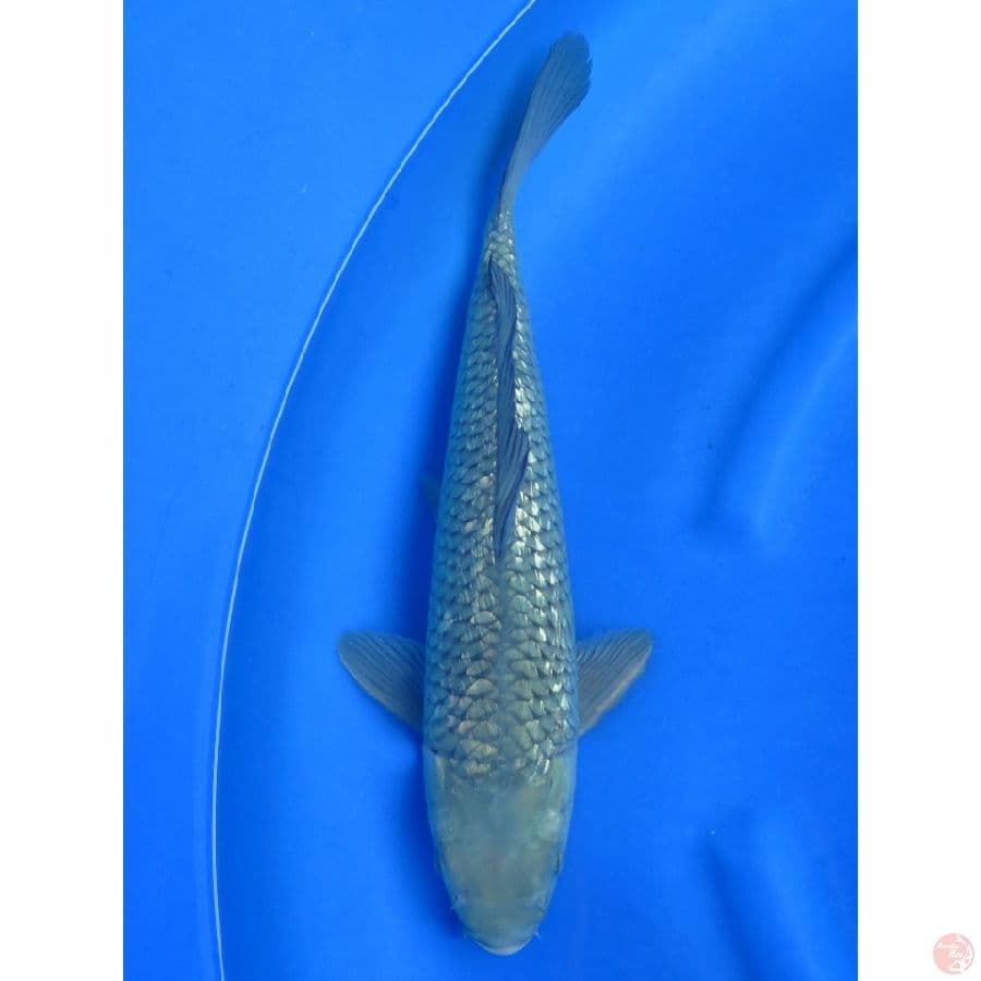 40cm , Soragoi Ginrin Jantan