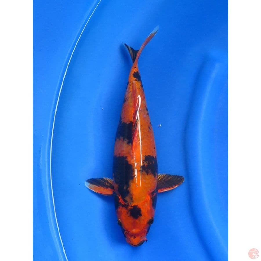 32cm , Kin Utsuri