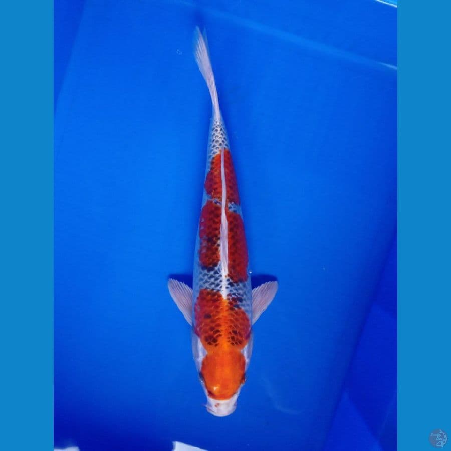 MARUTEN KUJAKU 37 MALE