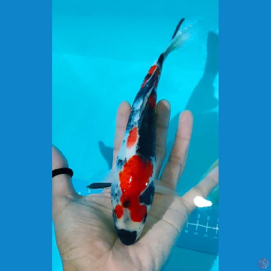 sansoku 22 cm
