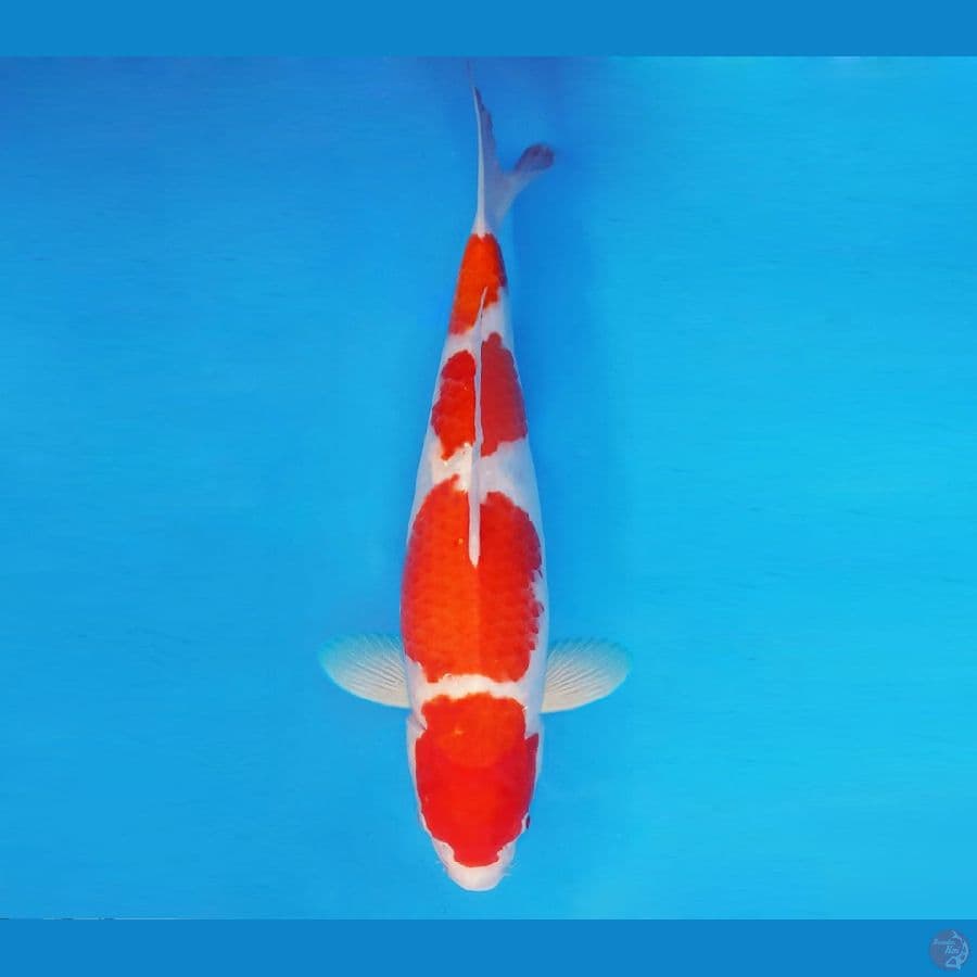 FURY 2 - Kohaku 41 cm/fm ®