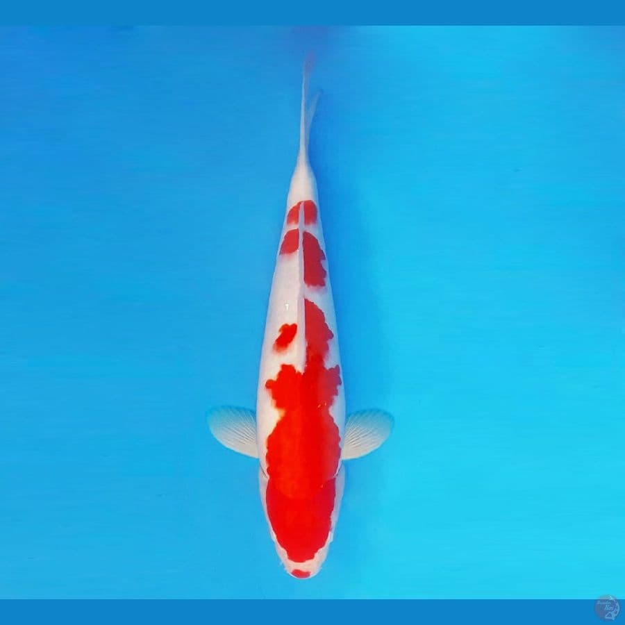 FURY 3 - Kohaku 40 cm/fm ®