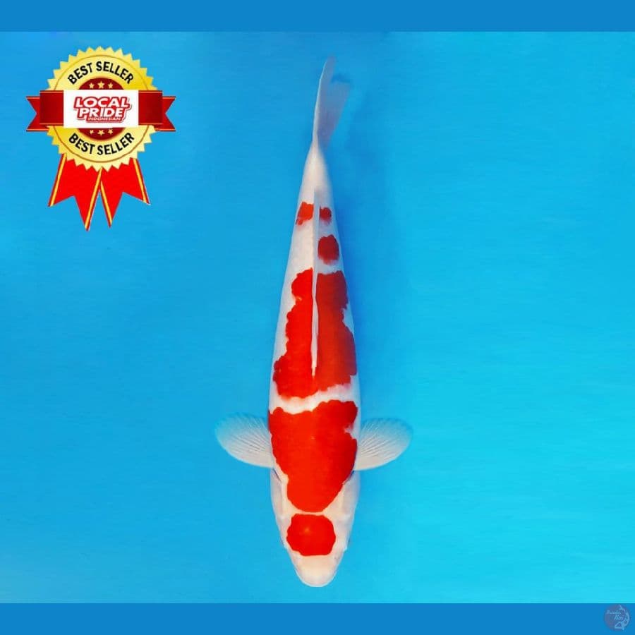 ASAHI LAVA 1 - Kohaku 45 cm/fm ®