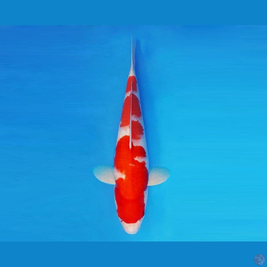FURY 5 - Kohaku 38 cm/fm ®