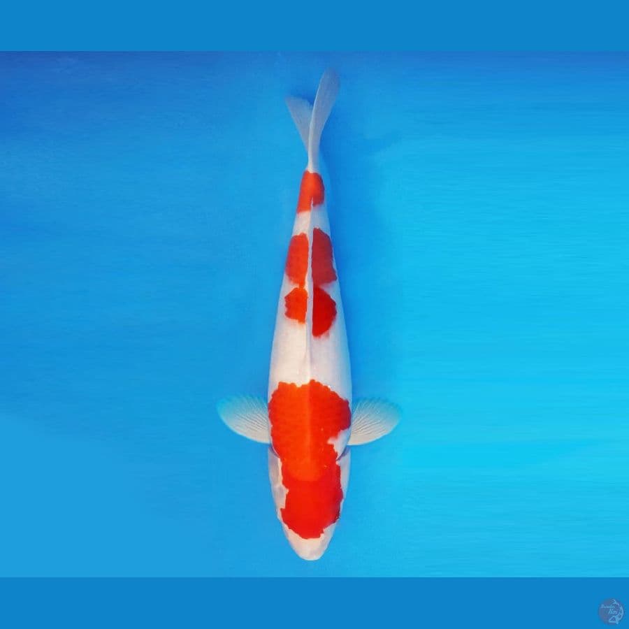 FURY 7 - Kohaku 43 cm/fm ®