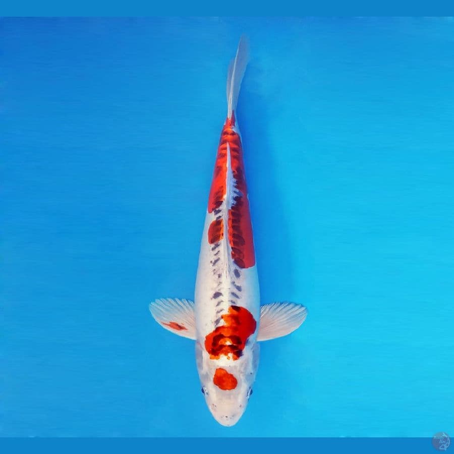 FURY 8 - Goshiki Doitsu 44 cm/male ®