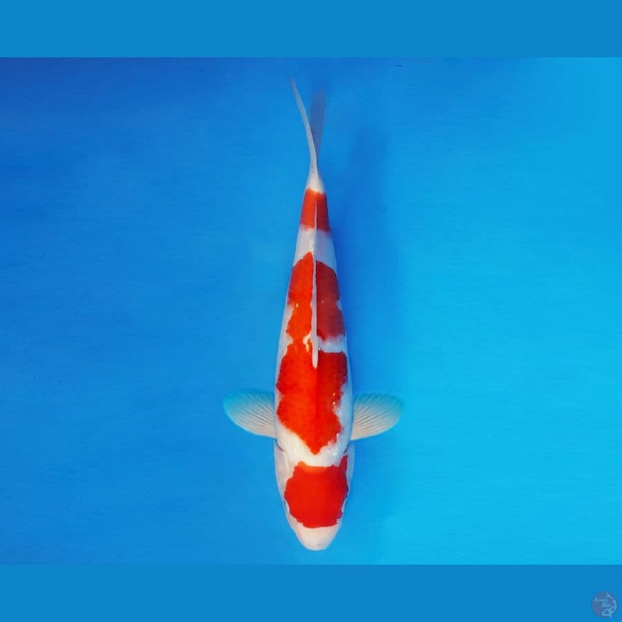FURY 10 - Kohaku 44 cm/fm ®