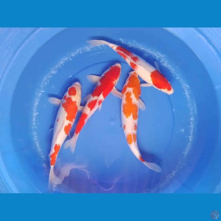 paket kohaku 33-34 cm