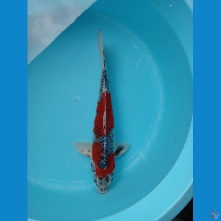 GOSHIKI RACING 40CM