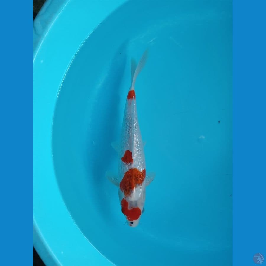 GOROMO GINRIN 32CM
