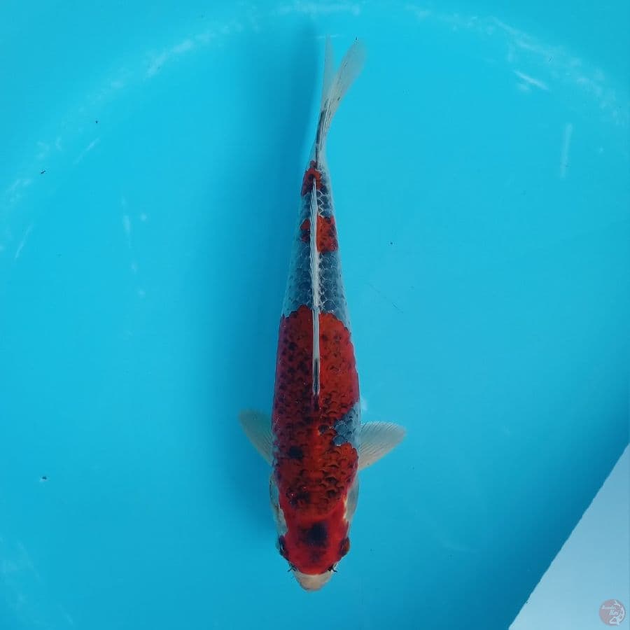 BENI GINGGA SUPER RED 32CM