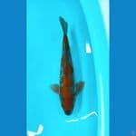 ochiba 40bu