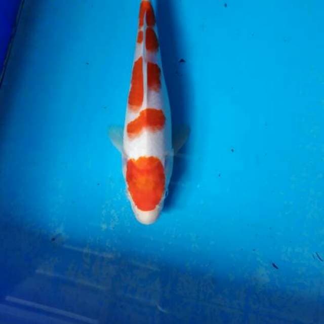 Kohaku