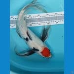Showa Kumpay 47 Cm