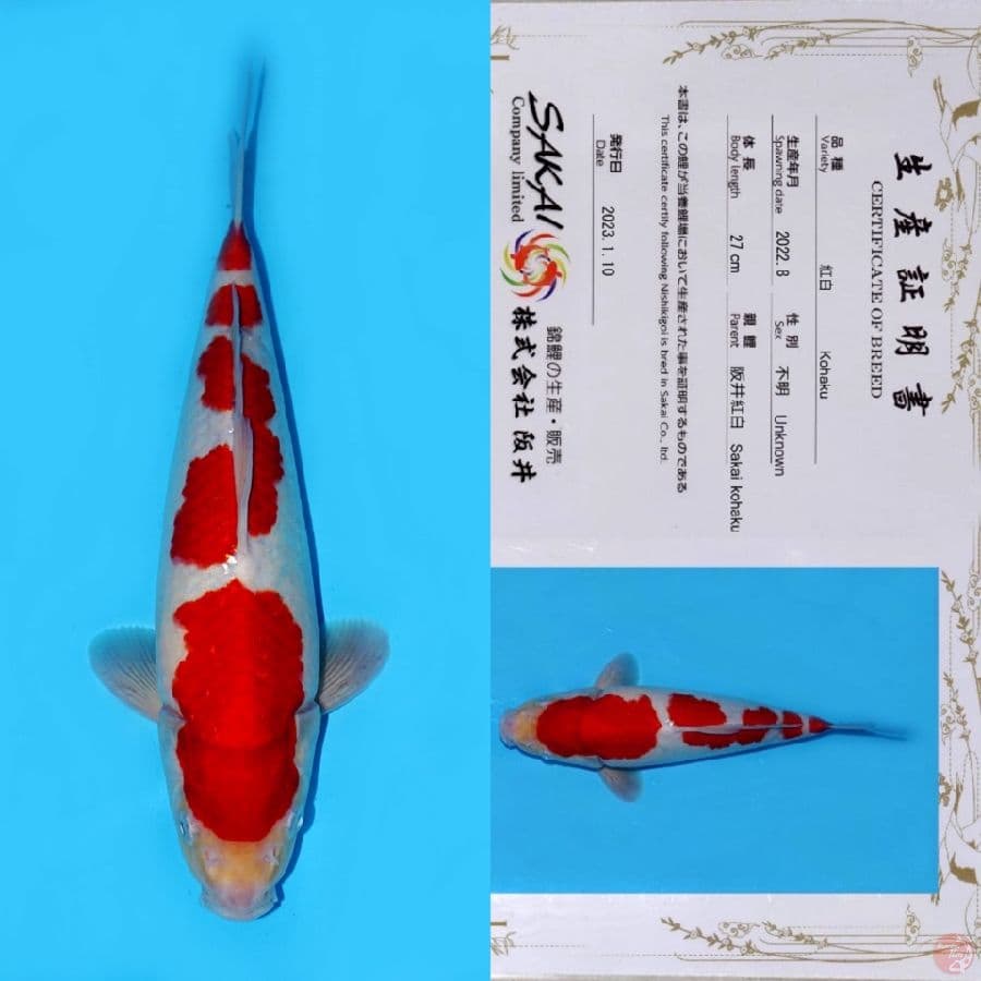 SAKAI YONDAN KOHAKU SQ 35CM (KOLEKSI PRIBADI)