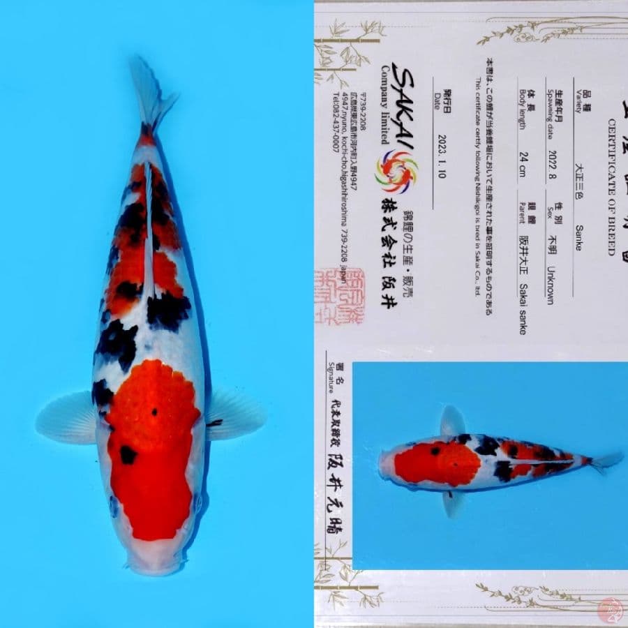 SAKAI SANKE SQ 32CM (KOLEKSI PRIBADI)
