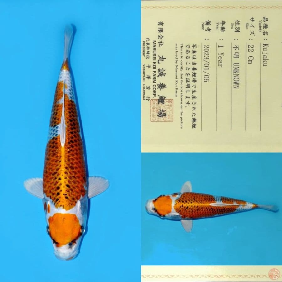 MARUSEI MARUTEN KUJAKU SQ 30CM (KOLEKSI PRIBADI)