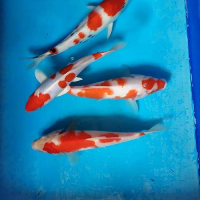 Paket miks kohaku