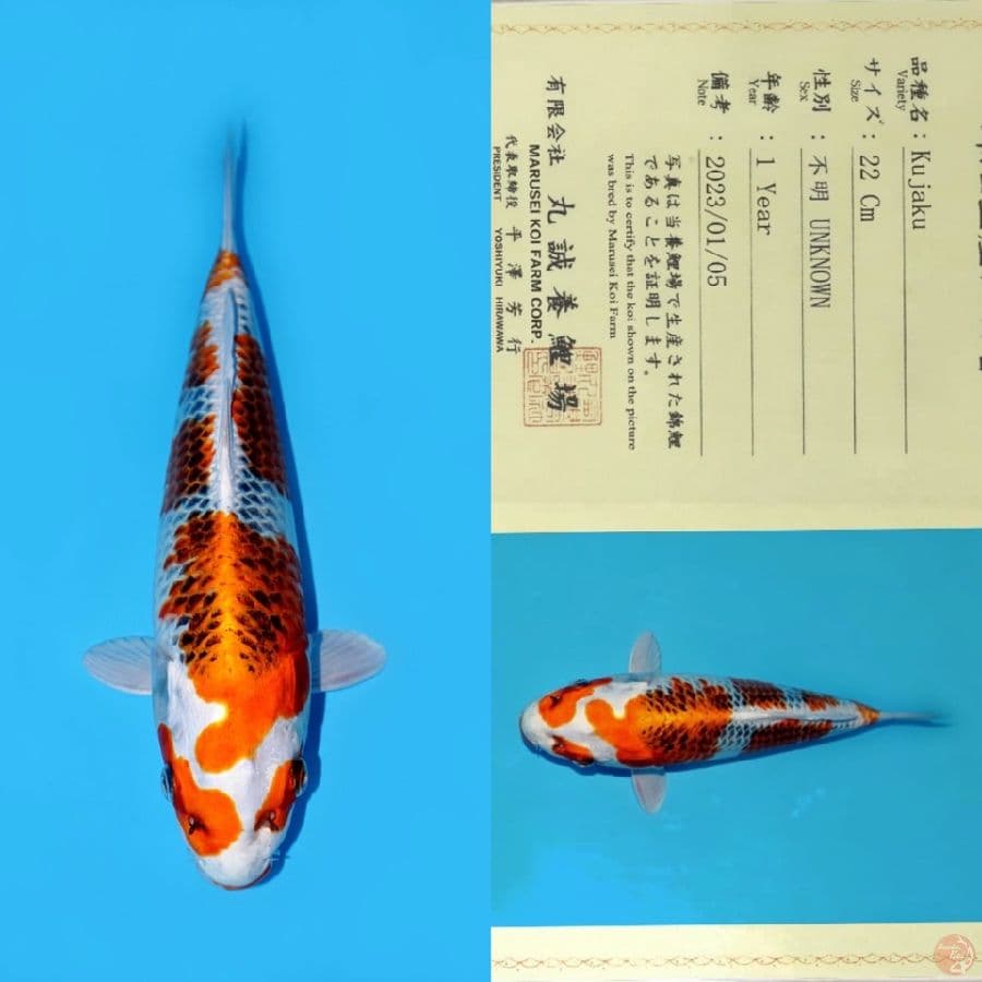 MARUSEI KUJAKU SQ 30CM