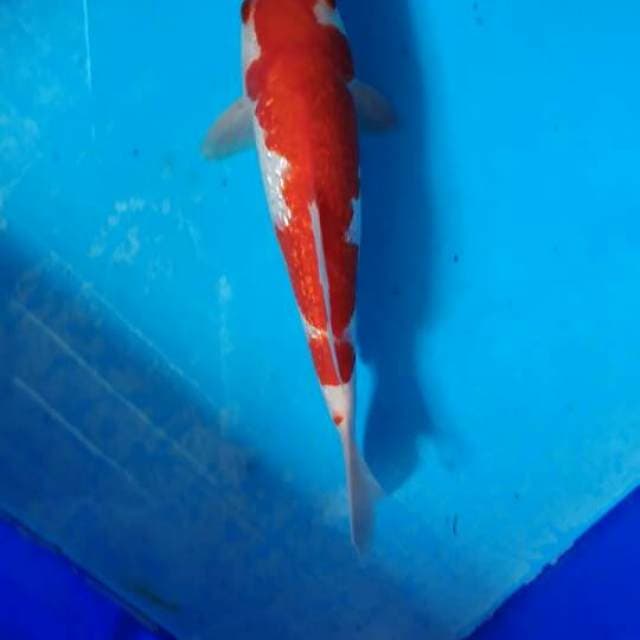 Kohaku gindrin