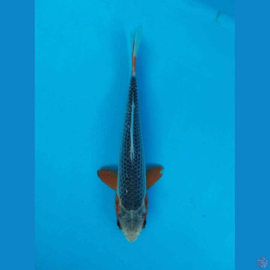 asagi 17cm