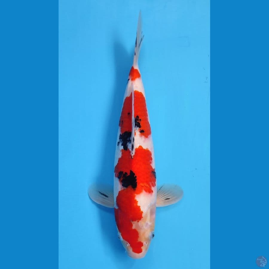 TAISHO SANSOKU BAKAT JUMBO ~35cm/Feemale~
