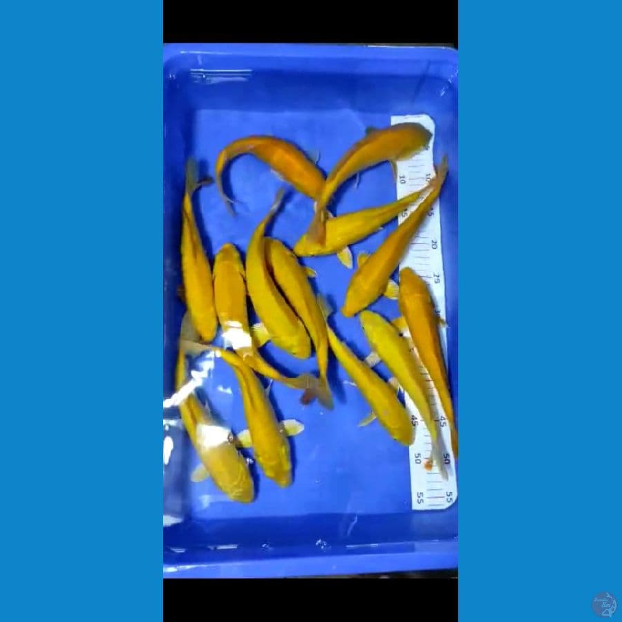 karasi bersih
size 25-28cm
jumlah 13 ekor