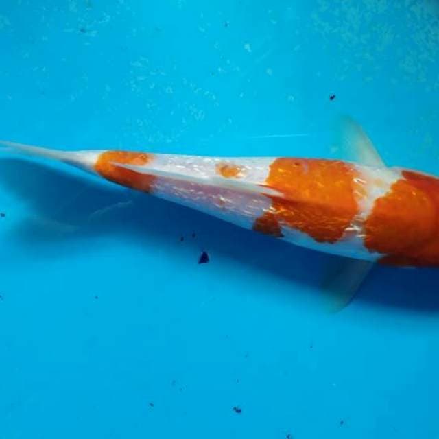 Kohaku 2