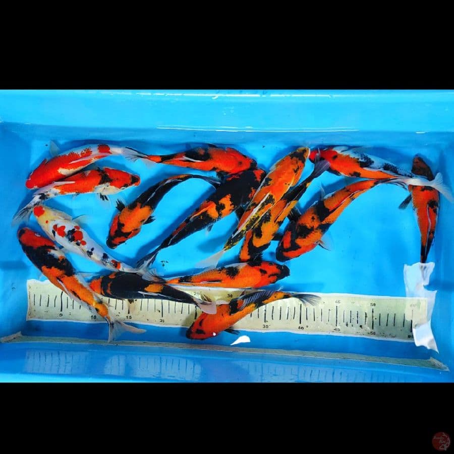 SHOWA 15 ekor 20CM-25CM 