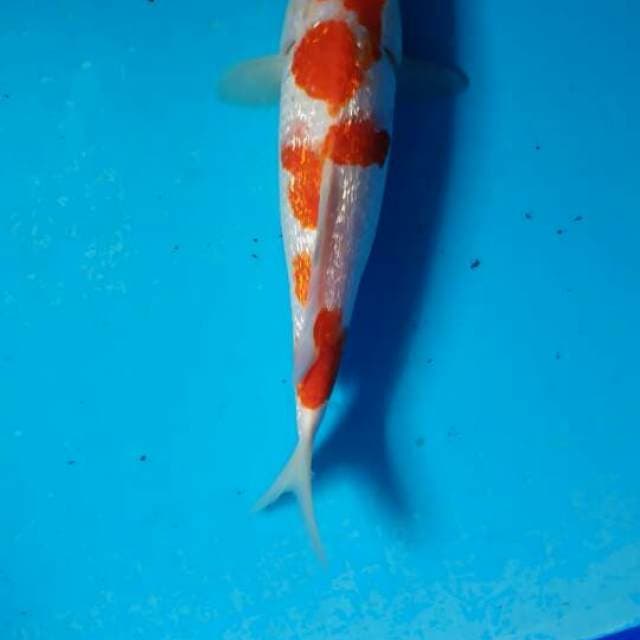 Kohaku 3