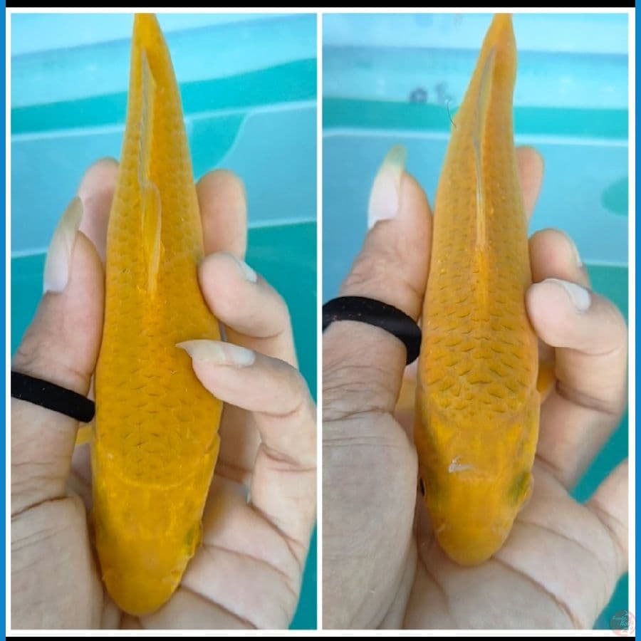 caramel 21-22 cm