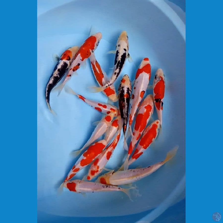 15.Ekor Mix koi Doit 15.21.Cm 