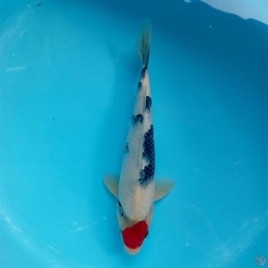 TANCHO SHOWA 33CM