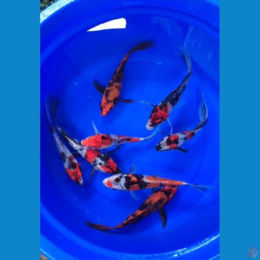 Kumpay Kin Showa 8 ekor 17-21cm