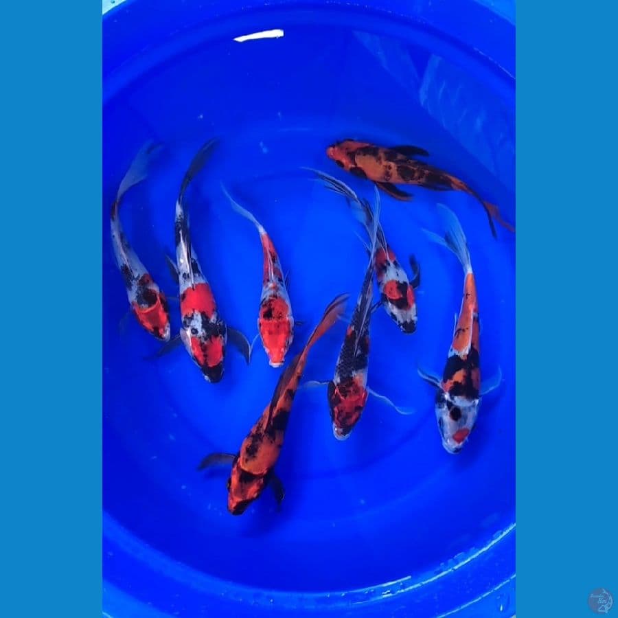 Kumpay Kin Showa 8 ekor 17-21cm