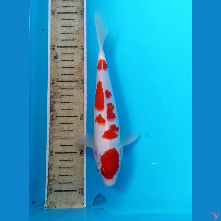 Kohaku 22cm/male