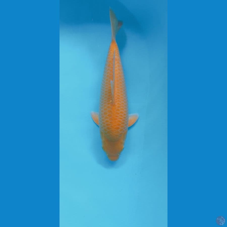 KARASI CORN 33CM MALE PUNUK