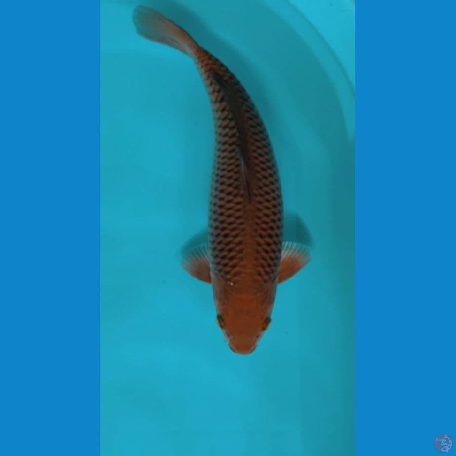 CAGOI 35CM MALE