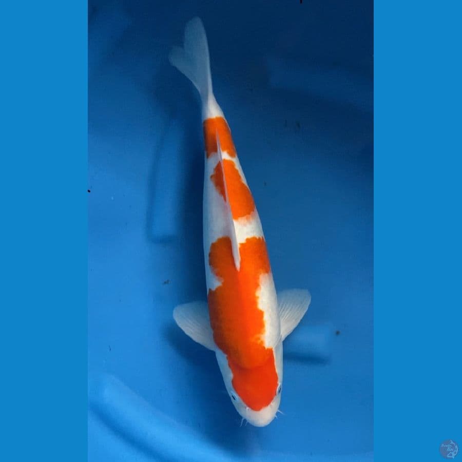 F1 kohaku 42cm baby face body bullky